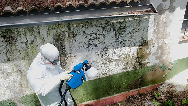 Top rated local Bathroom Mold Removal specialists in Vienna, GA